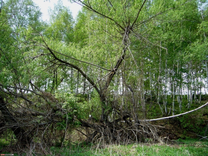 Растопырилась.