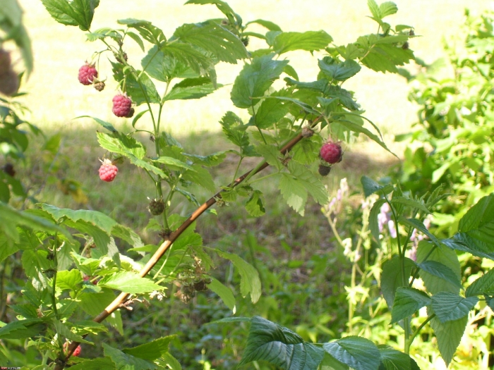 Кургашла.Малина